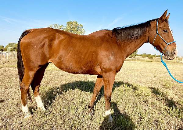 companion-halter-quarter-horse