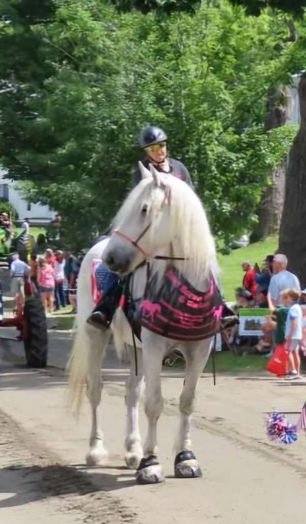 husband-safe-draft-percheron-horse