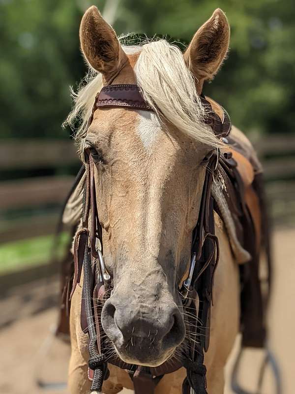 aqha-quarter-horse