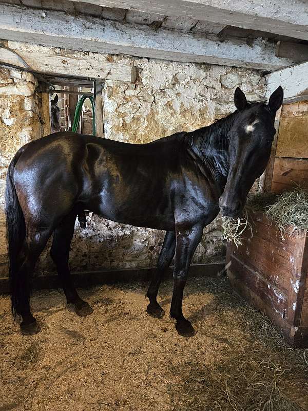 standardbred-gelding