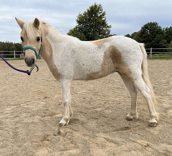 halter-palomino-pinto-horse