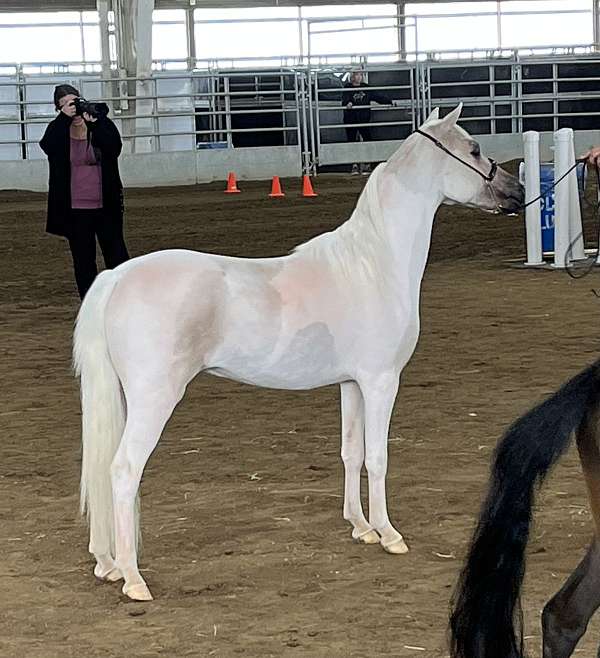 halter-palomino-pinto-horse