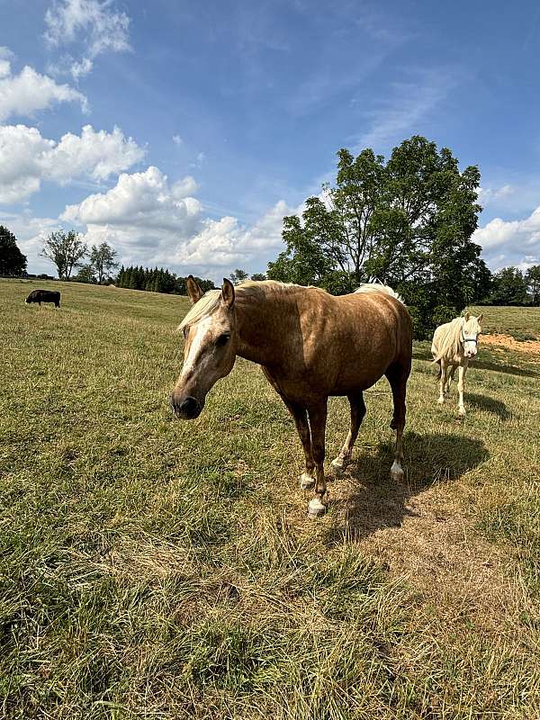 white-blaze-down-nose-horse