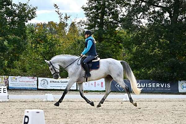 beautiful-gelding-dutch-warmblood-horse