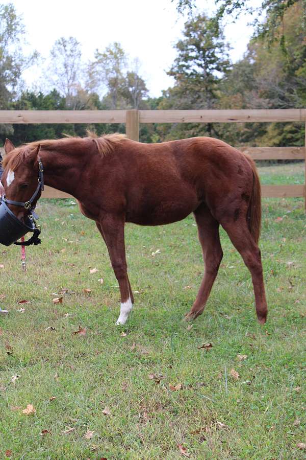 quarter-horse-filly