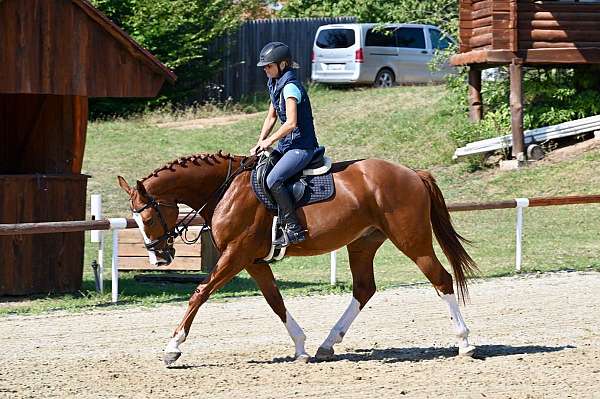 adult-westphalian-horse