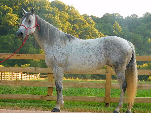 grey-none-horse