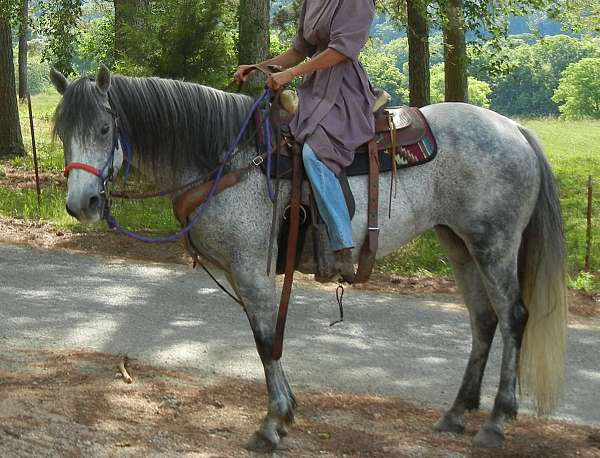 brood-holsteiner-horse