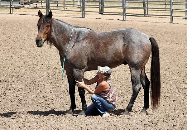 trails-quarter-pony