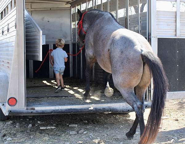 bay-roan-therapy-pony