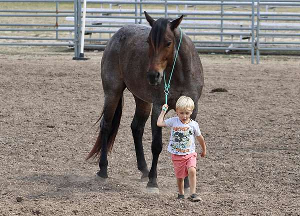 husband-safe-quarter-pony