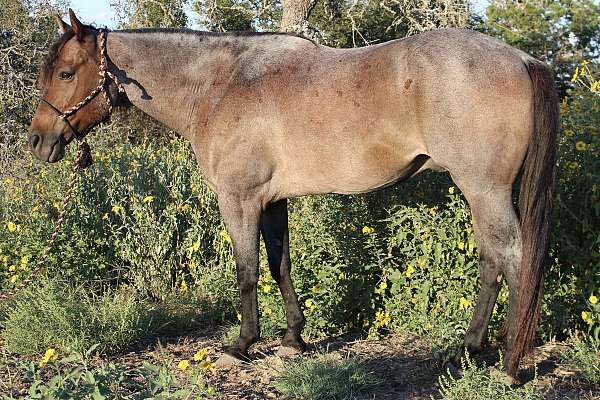 bay-roan-rodeo-queen-pony