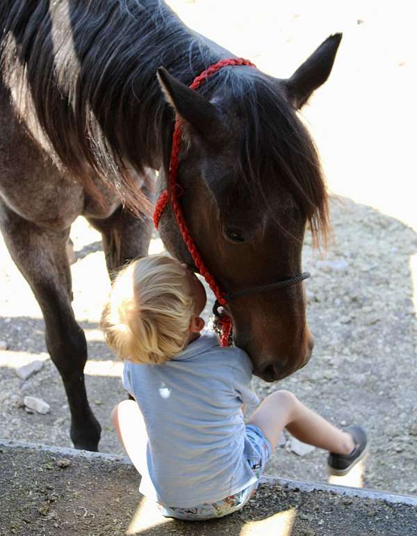 bridleless-quarter-pony