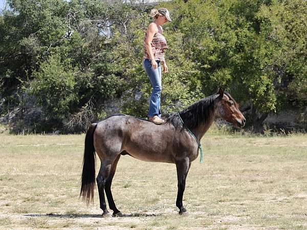 gelding-quarter-pony