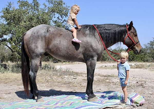 bay-roan-quarter-pony