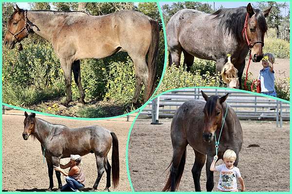 wife-safe-quarter-pony