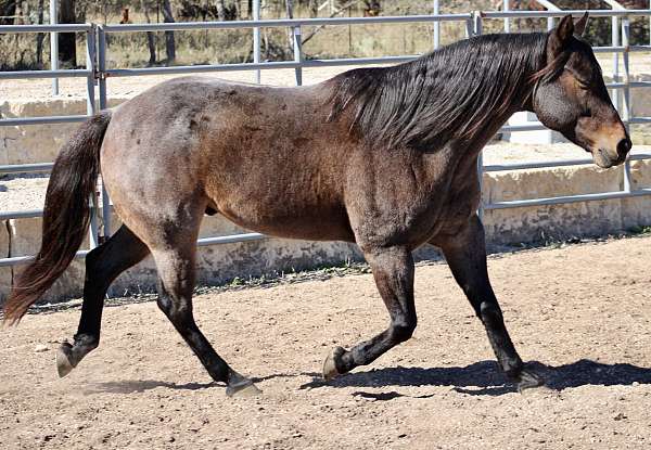 bay-roan-rodeo-queen-pony