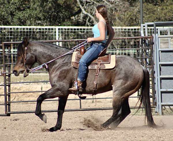 bay-roan-quarter-pony