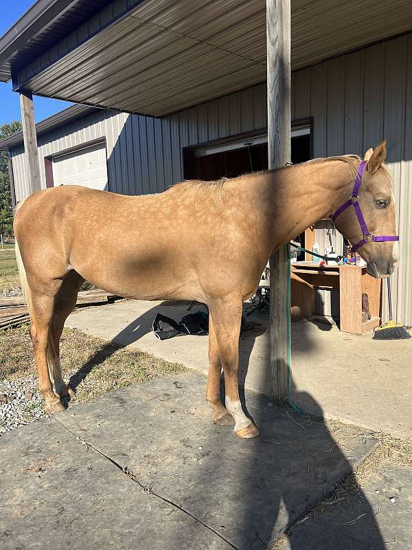 quarter-horse-gelding