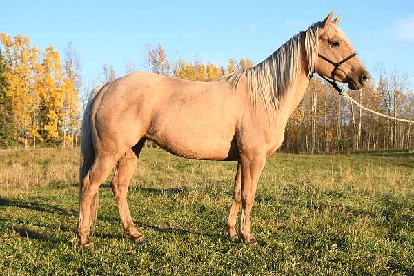 palomino-heart-on-forehead-pony