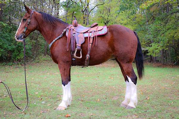 penning-clydesdale-horse