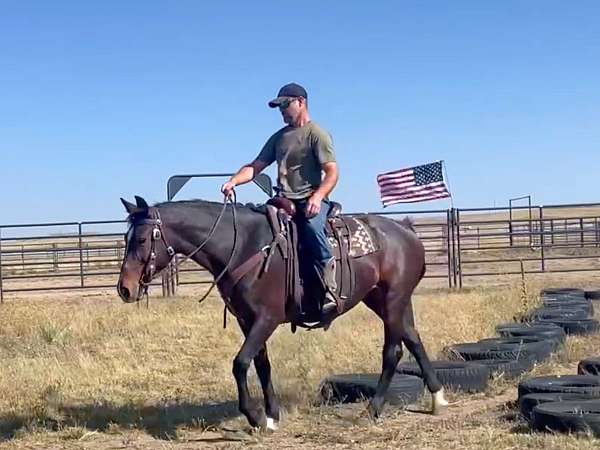 bathe-morgan-horse