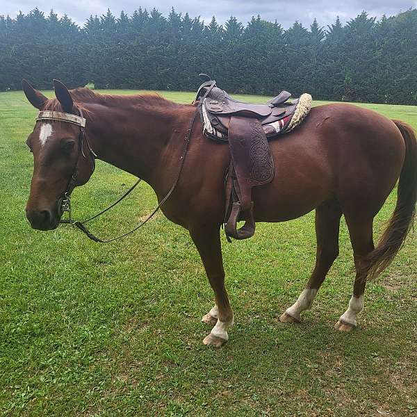 trail-horse-riding-single-footing-horse