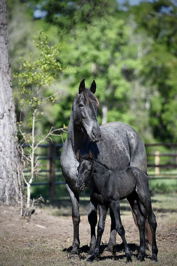 homozygous-roan-black-horse