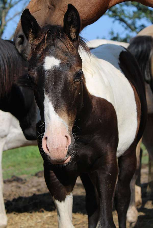 tobiano-horse