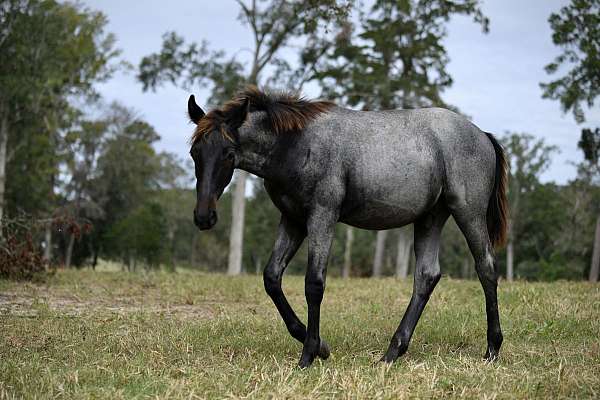 homozygous-black-roan-horse