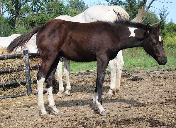 tobiano-horse