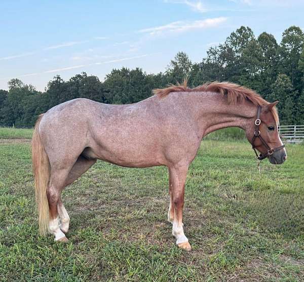 welsh-pony-gelding