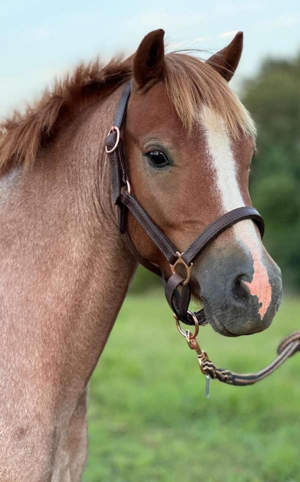 welsh-pony-gelding