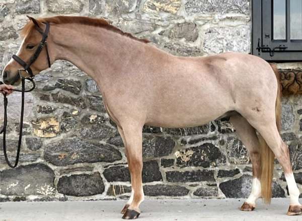 dog-welsh-pony