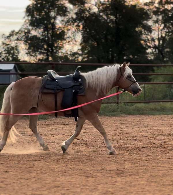 white-mane-tail-as-noted-by-ahr-horse