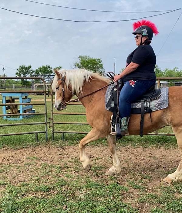 working-equitation-haflinger-horse