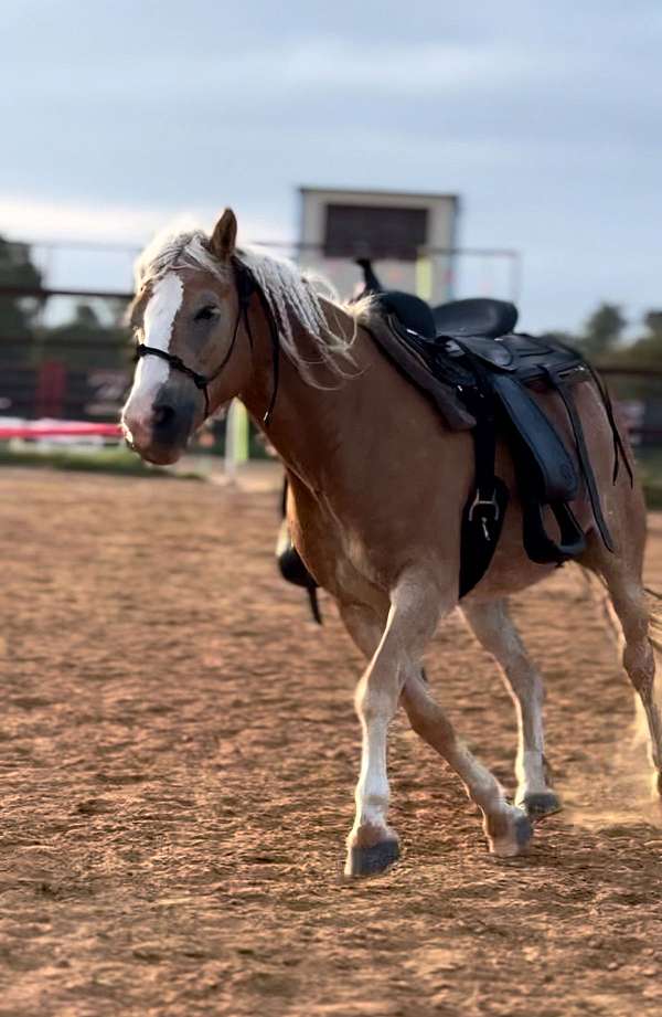 chestnut-blaze-horse