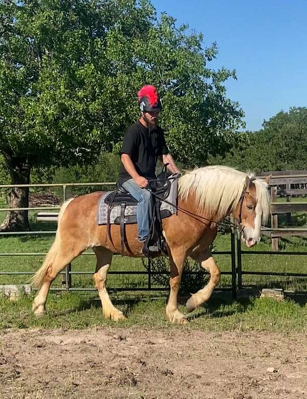 all-around-haflinger-horse