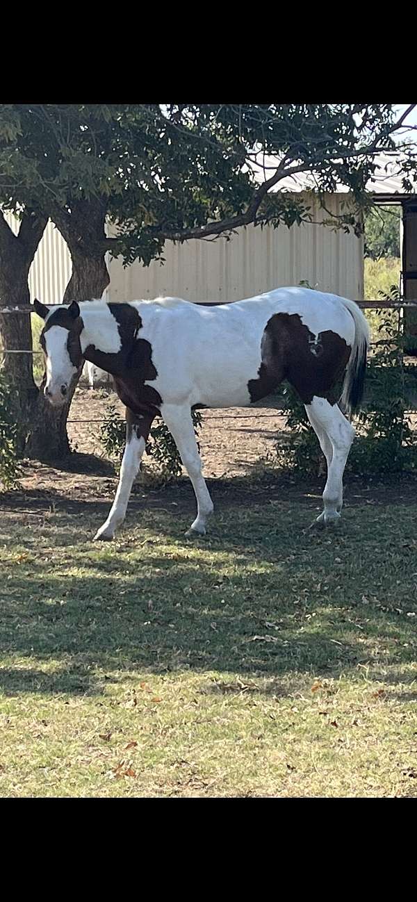 both-blue-eyes-with-dark-mascara-bay-white-black-horse