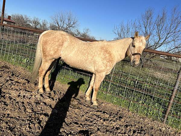 ranch-quarter-horse