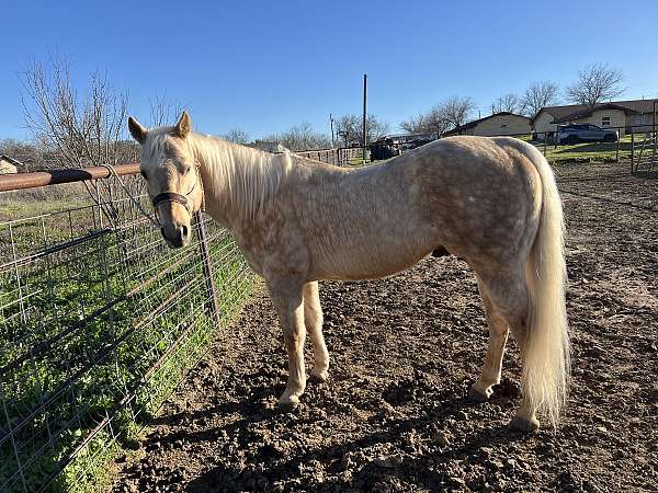 trail-riding-quarter-horse