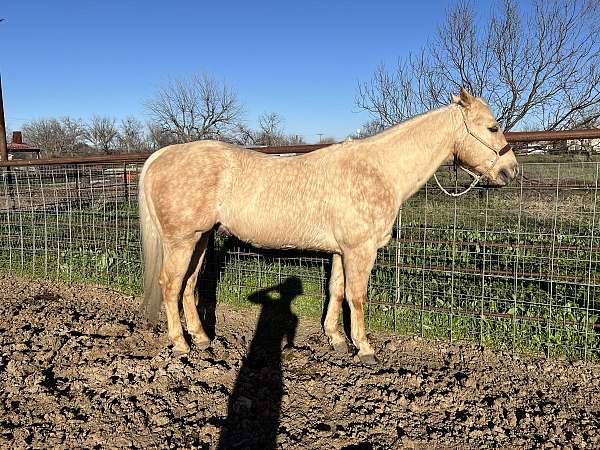 working-cattle-quarter-horse