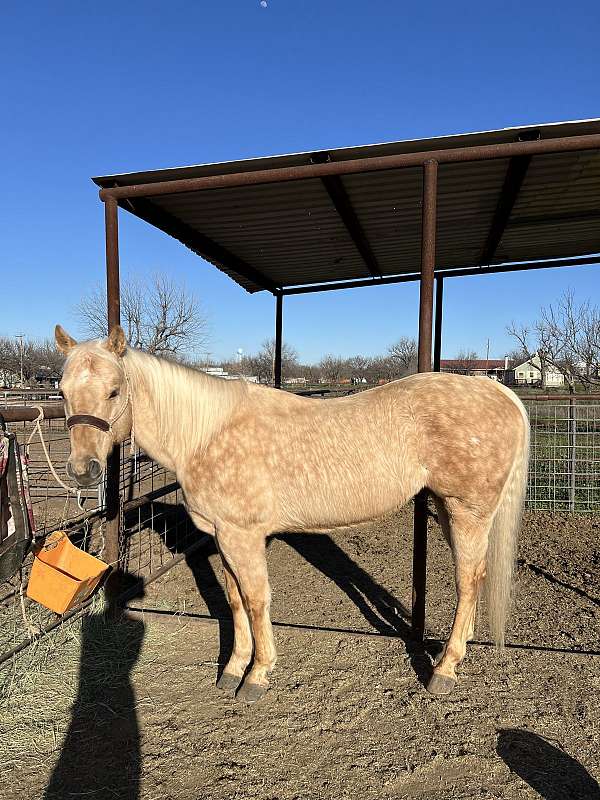 palomino-gelding-quarter-horse