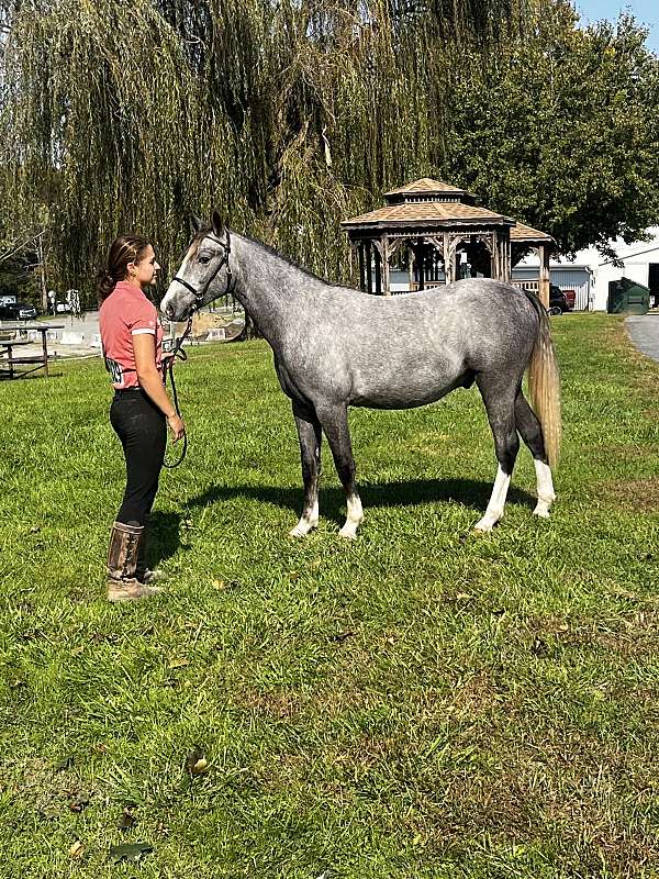 welsh-pony-gelding