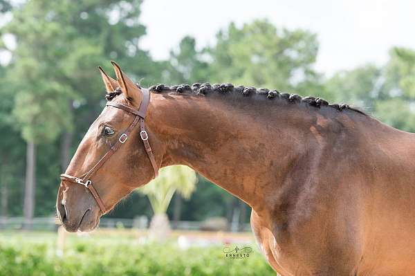 best-lusitano-horse