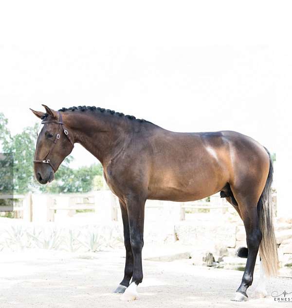 barefoot-lusitano-horse