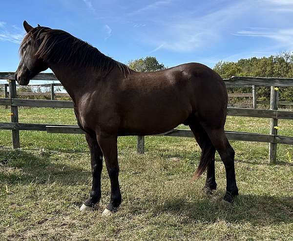 bay-head-faint-star-horse