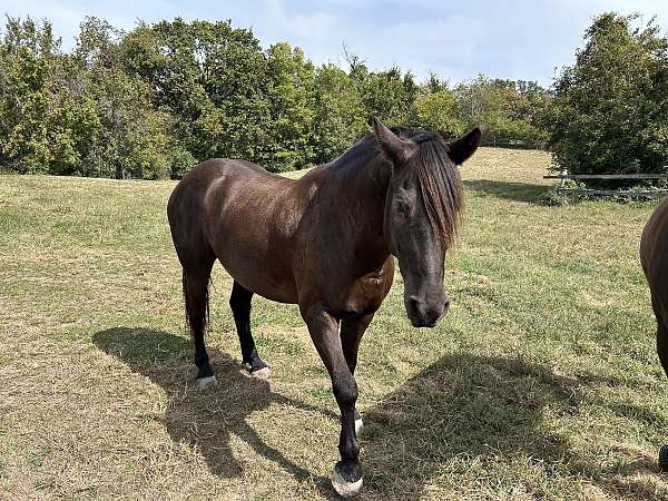 quarter-gelding-friesian-horse