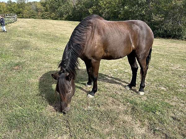 dressage-jumper-friesian-horse