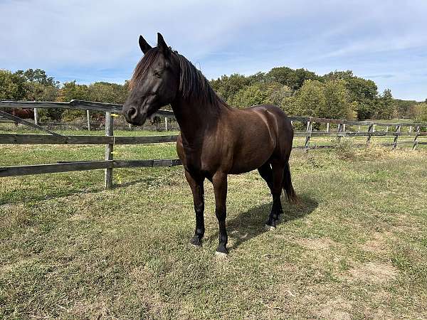 baroque-friesian-horse